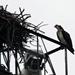 Mom osprey on nest